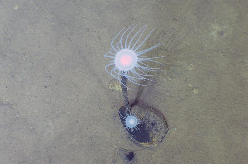 Oceans’ deepest trenches are home to ‘incredible’ diversity