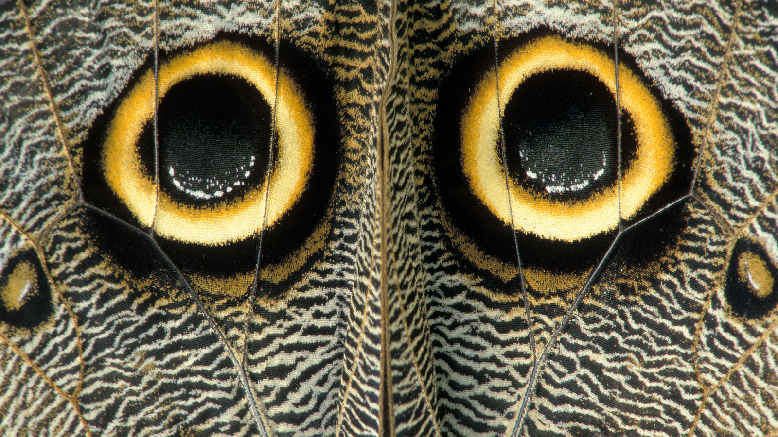 ‘An artist would be challenged to create such replicas’: How looking closer reveals the beauty and lethal efficiency of insects