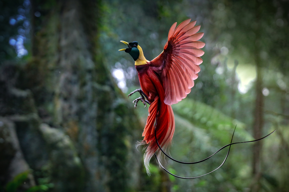 Birds-of-Paradise Use Biofluorescence to Attract Mates