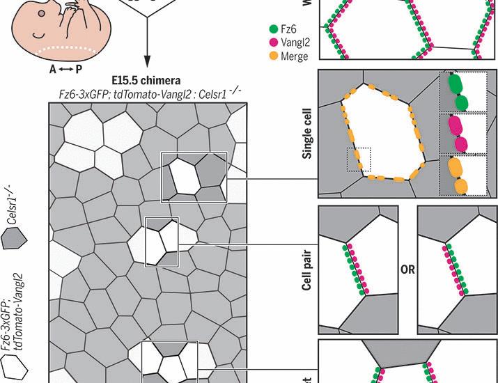 Epithelial polarization by the planar cell polarity complex is exclusively non–cell autonomous | Science