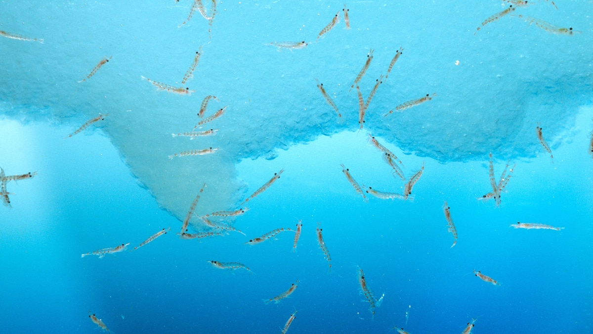 Why penguin poop makes krill swim for their lives