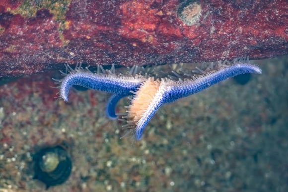Appetite-Controlling Neurohormone Has Ancient Evolutionary Origin, New Study Shows