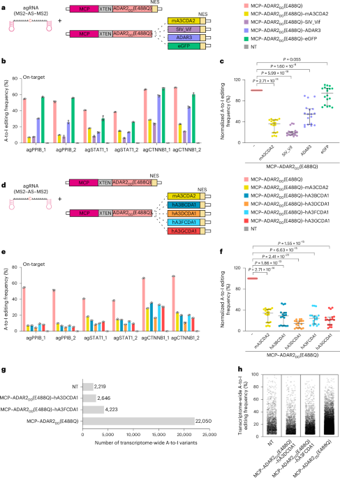 Specific and efficient RNA A-to-I editing through cleavage of an ADAR inhibitor