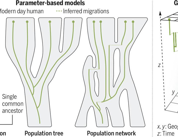 Mapping a complex evolutionary history | Science