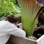 Corpse flowers’ survival at risk due to spotty recordkeeping
