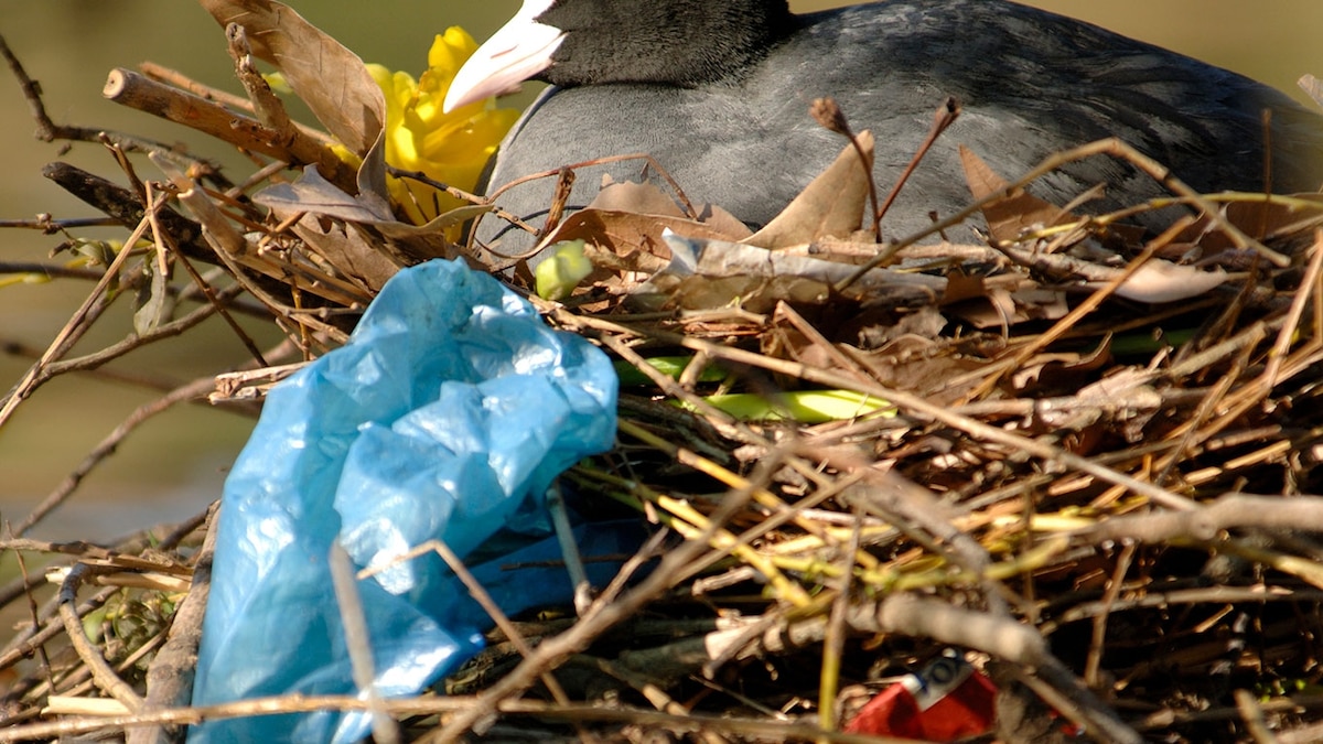 These birds are keeping a record of humanity—one wrapper at a time