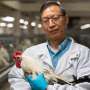 Map of genetic regulation in chickens could help fight against bird flu