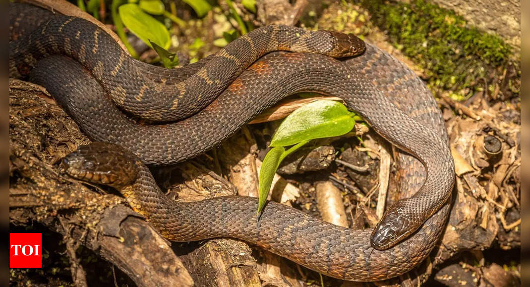 Watch: Massive Eastern Brown snakes fight for dominance in viral video
