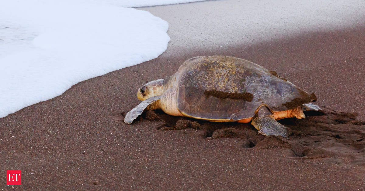 Oliver Ridley turtle lays eggs in Maharashtra after Odisha; experts say feat recorded for first time