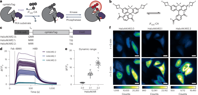 Far-red chemigenetic kinase biosensors enable multiplexed and super-resolved imaging of signaling networks