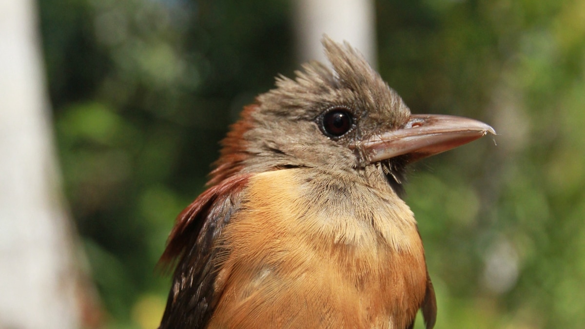 These birds carry a toxin deadlier than cyanide