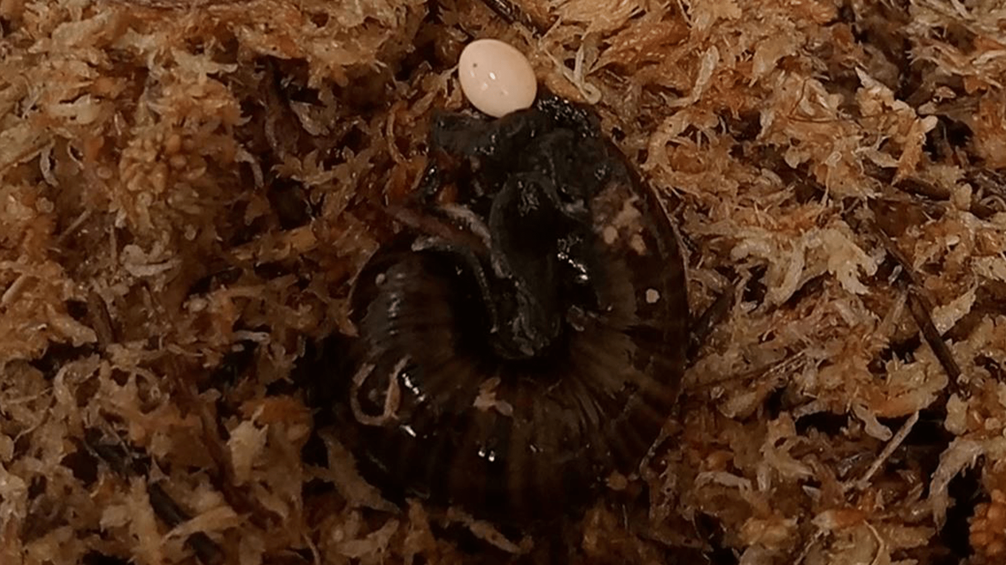 Watch a snail lay an egg…from its neck