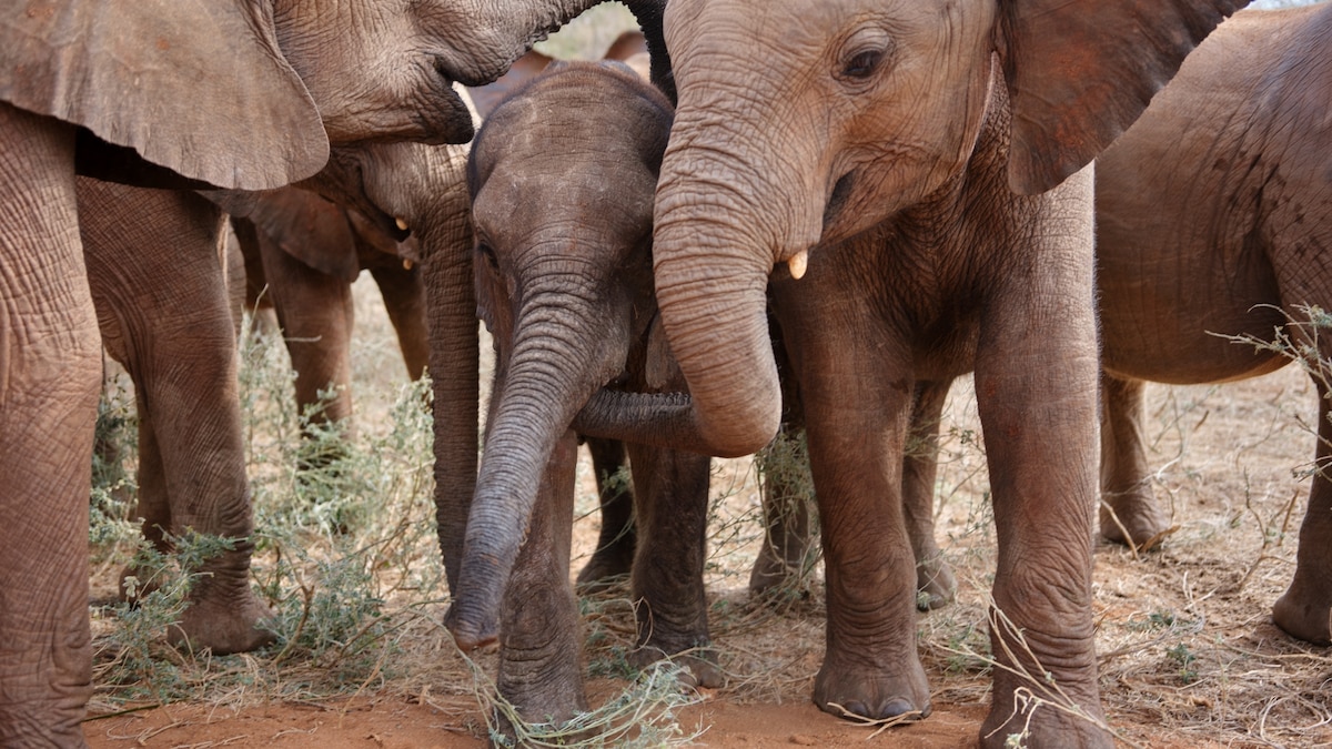 When elephant moms need help, nannies step in