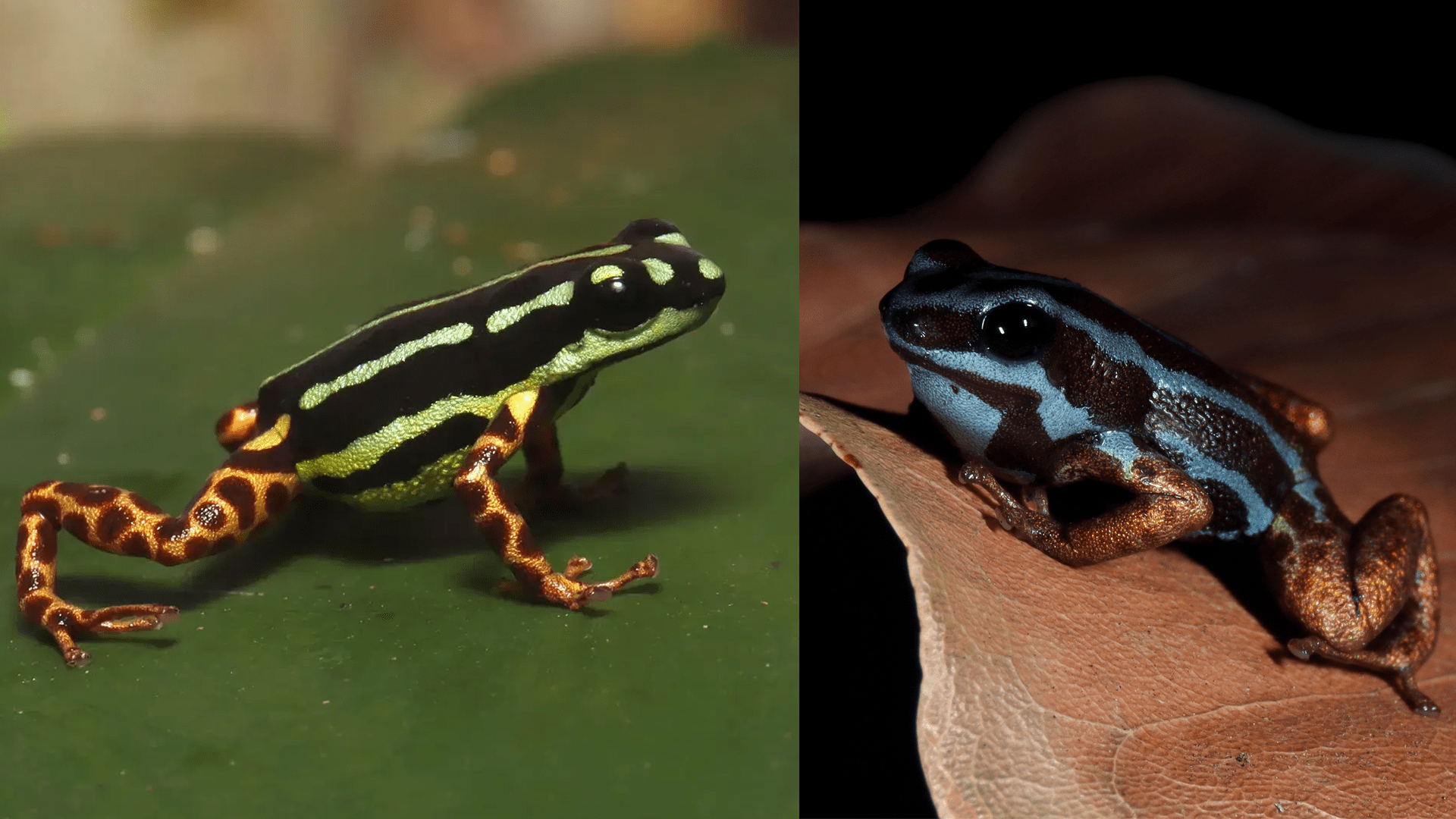 It’s raining tiny toxic frogs