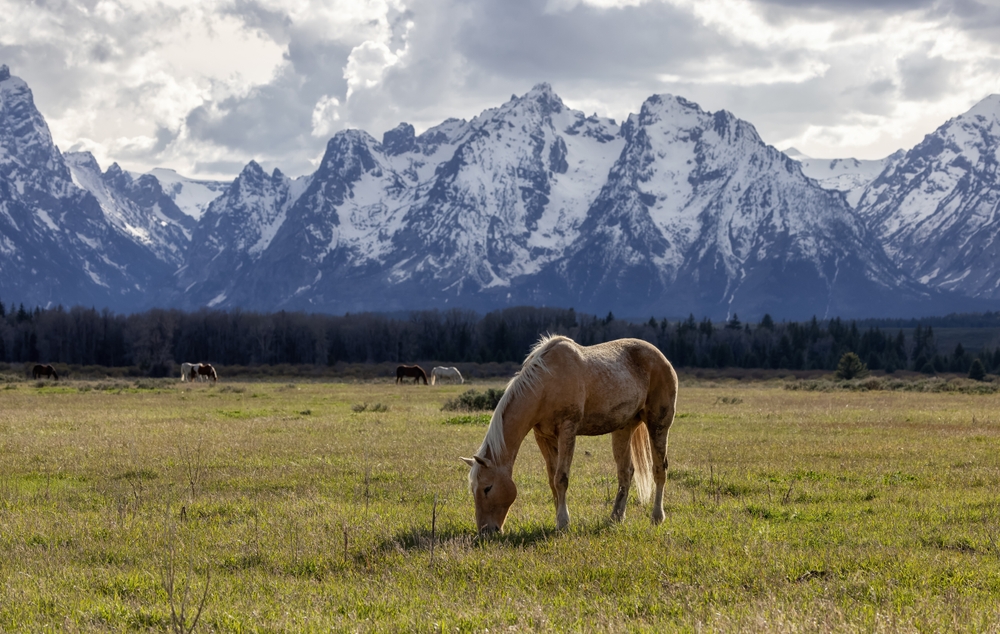 Ancient Horse Fossils Reveal Migration Patterns During the Late Pleistocene