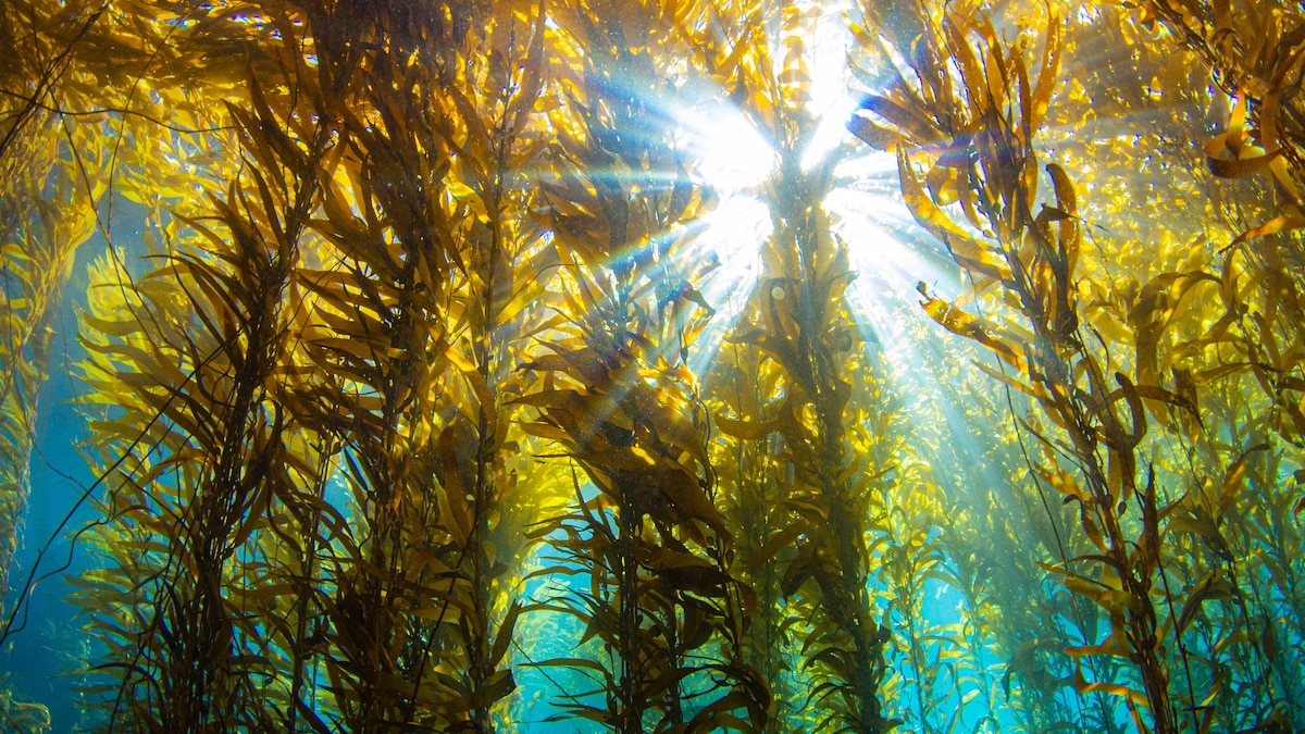 Avoid the crowds at America’s national parks—by going underwater
