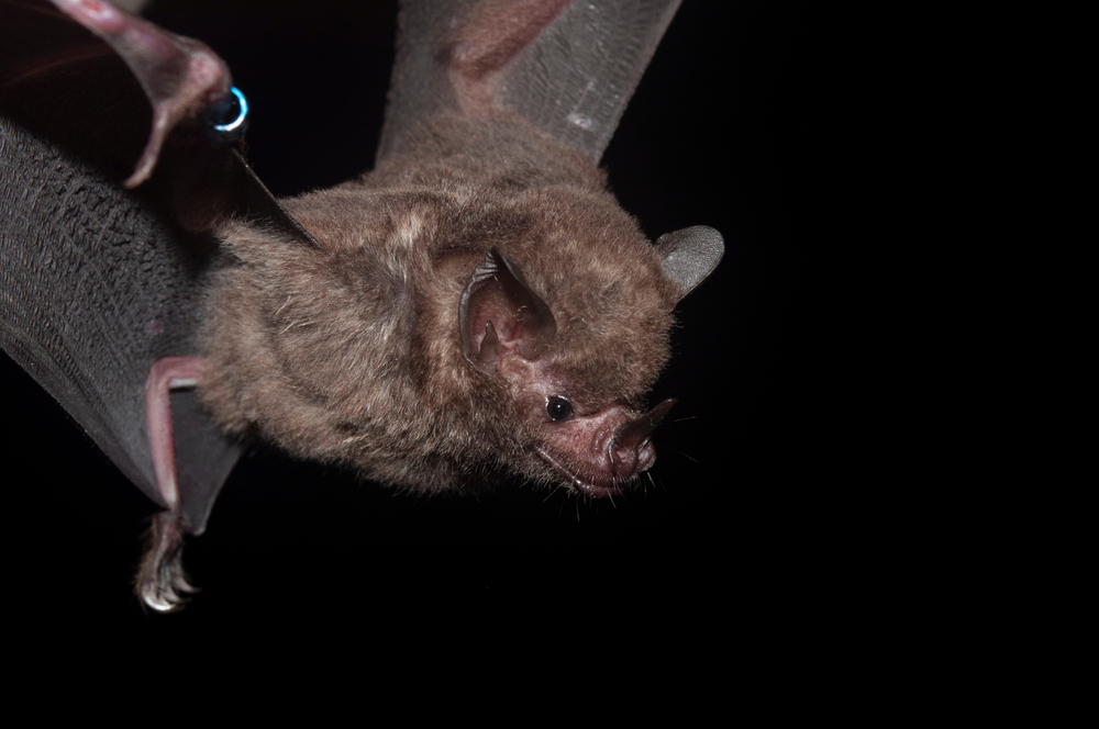 Bat Tolerance to Viral Infections Could Help Humans Become More Resilient, Too