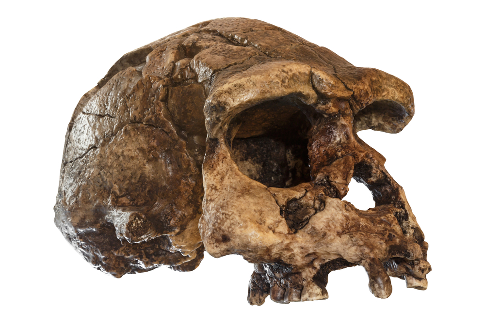 Homo Erectus Crossed an Ancient Land Bridge to Roam Southeast Asia 140,000 Years Ago