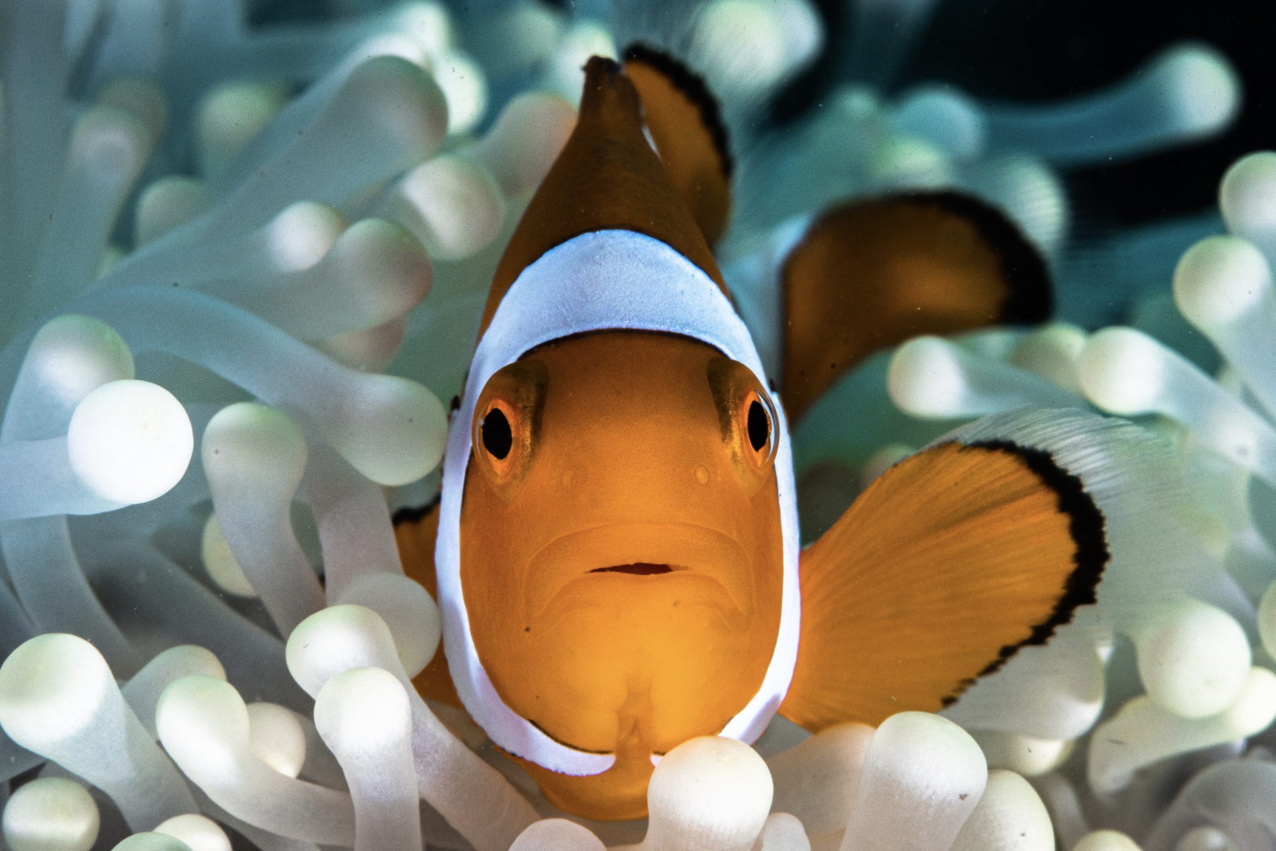 Clownfish Shrink in Size With Their Breeding Partners to Survive Heat Stress