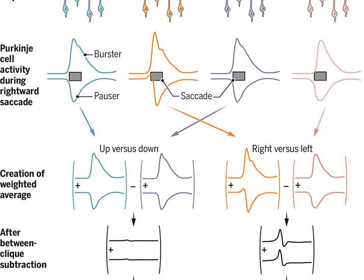 Math and biology meet in the cerebellum | Science