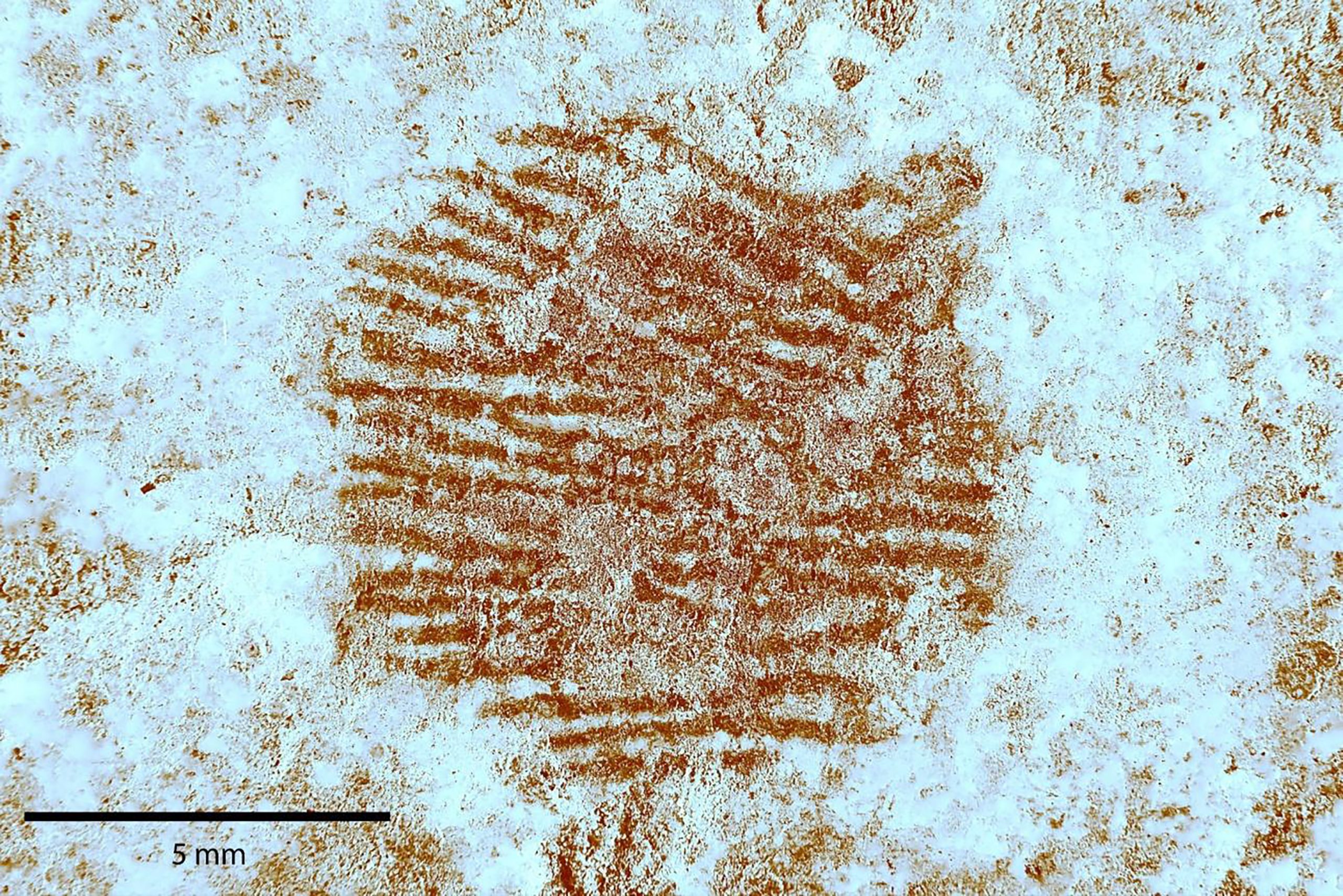 A Neanderthal Fingerprint Points to Art, and Possibly Portraiture, Around 43,000 Years Ago