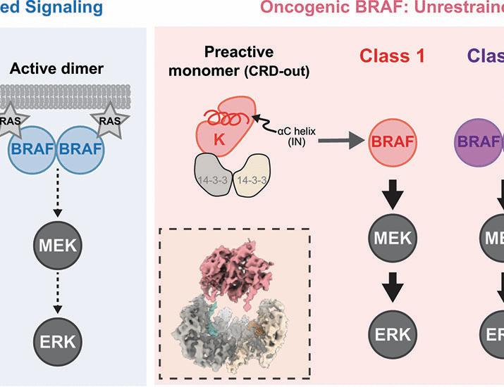 BRAF oncogenic mutants evade autoinhibition through a common mechanism | Science