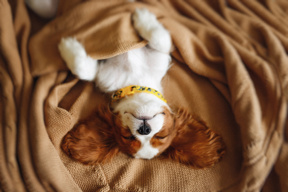 Dogs Do Dream, and It’s Most Likely About Their Toys, Food, and You
