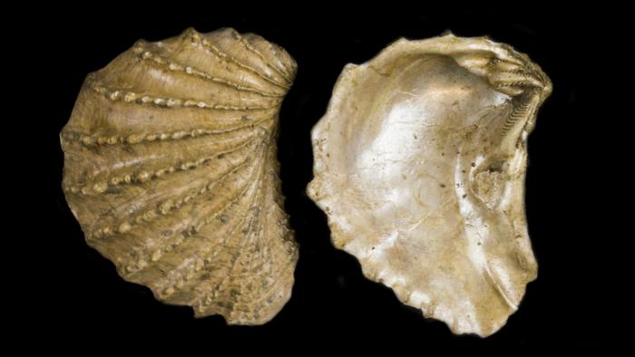 Understanding Ocean Rebound After Mass Extinction Events Could Help Us in the Future