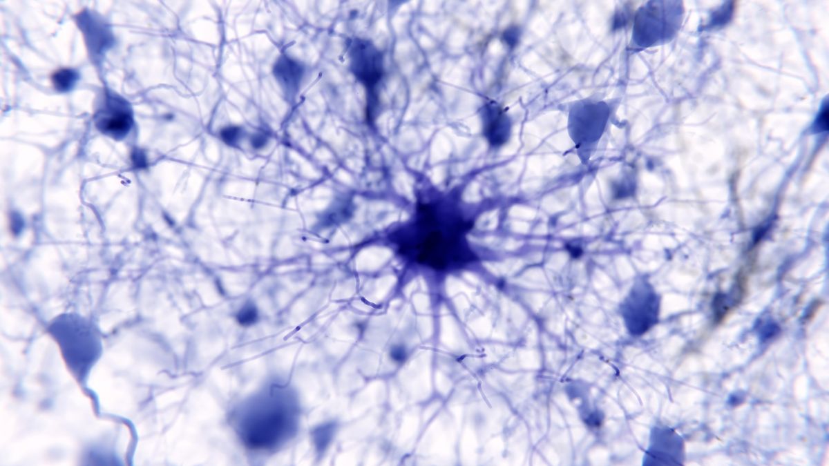 Star-shaped brain cells may underpin the brain’s massive memory storage