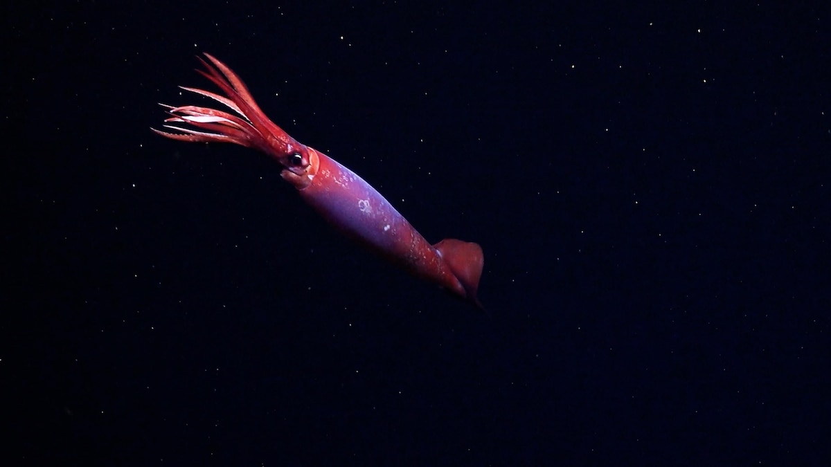 We’ve never seen this rare squid alive in the wild—until now