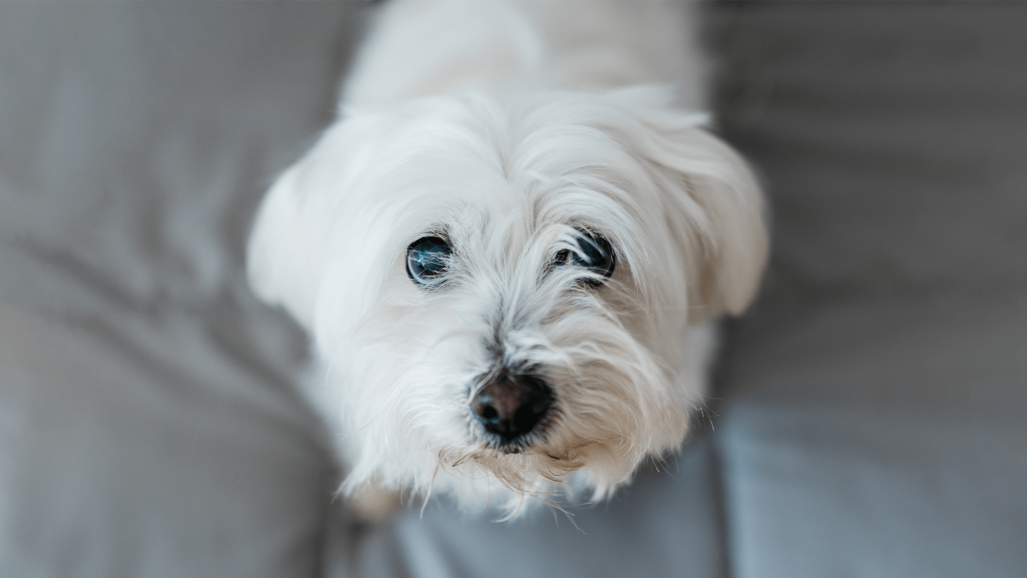 The 6 dog breeds more prone to diarrhea, according to new study