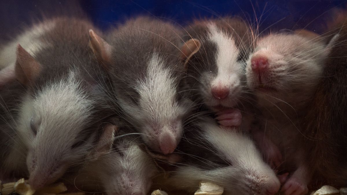 ‘Completely new and totally unexpected finding’: Iron deficiency in pregnancy can cause ‘male’ mice to develop female organs