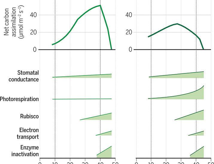 Safeguarding crop photosynthesis in a rapidly warming world | Science