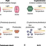 Dispersed components drive temperature sensing and response in plants | Science