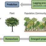 Scaling plant responses to heat: From molecules to the biosphere | Science