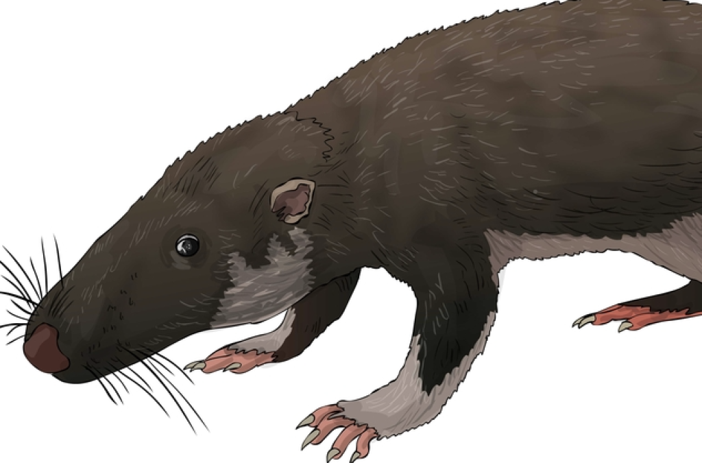 Was the First Mammal to Live on Earth the Morganucodon or Brasilodon? Experts Still Debate