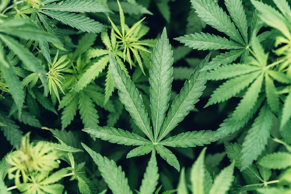 Cannabis Use Is Tied to a Substantially Higher Risk of Death From Cardiovascular Disease