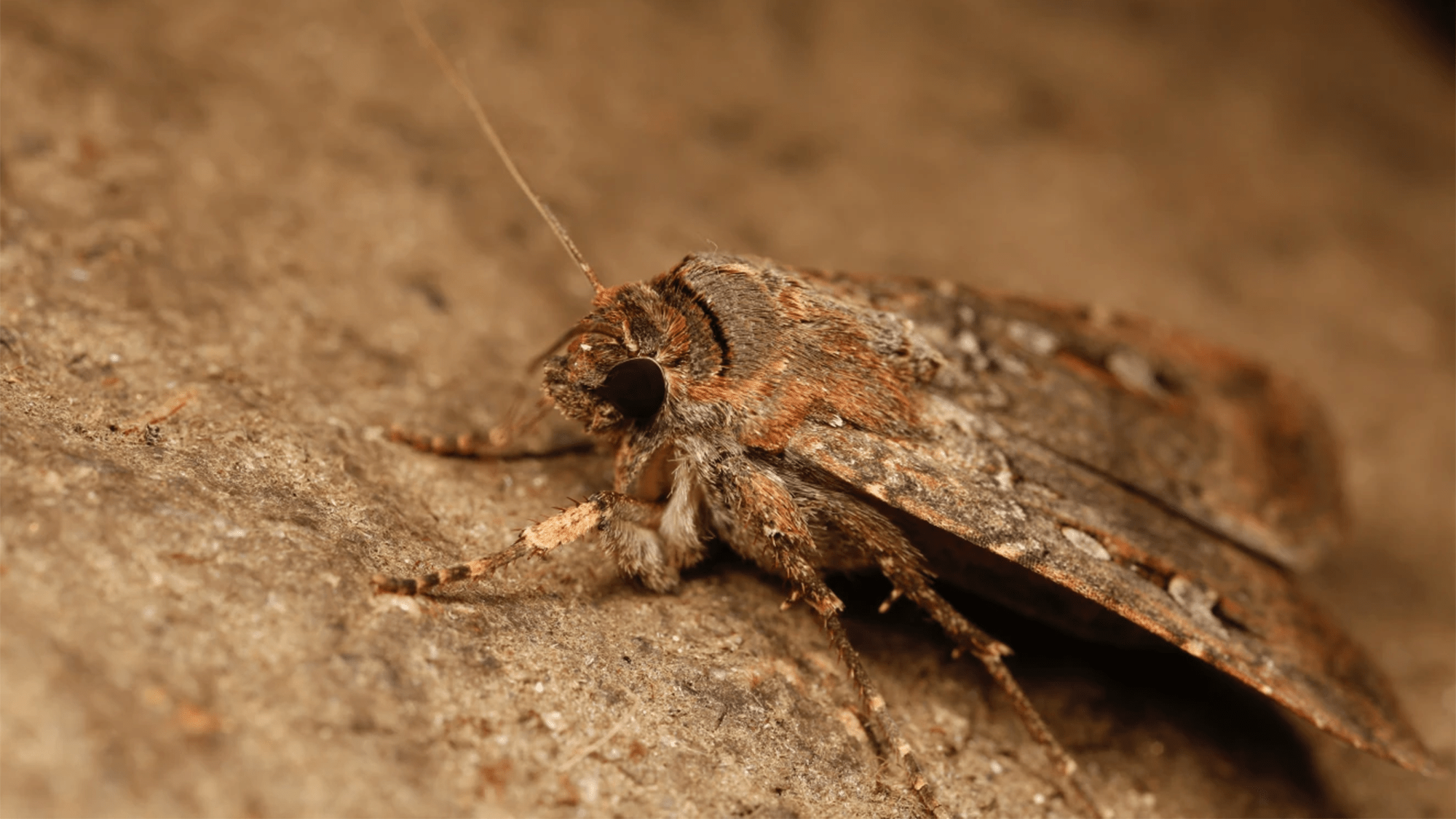 Migrating moths can read the stars