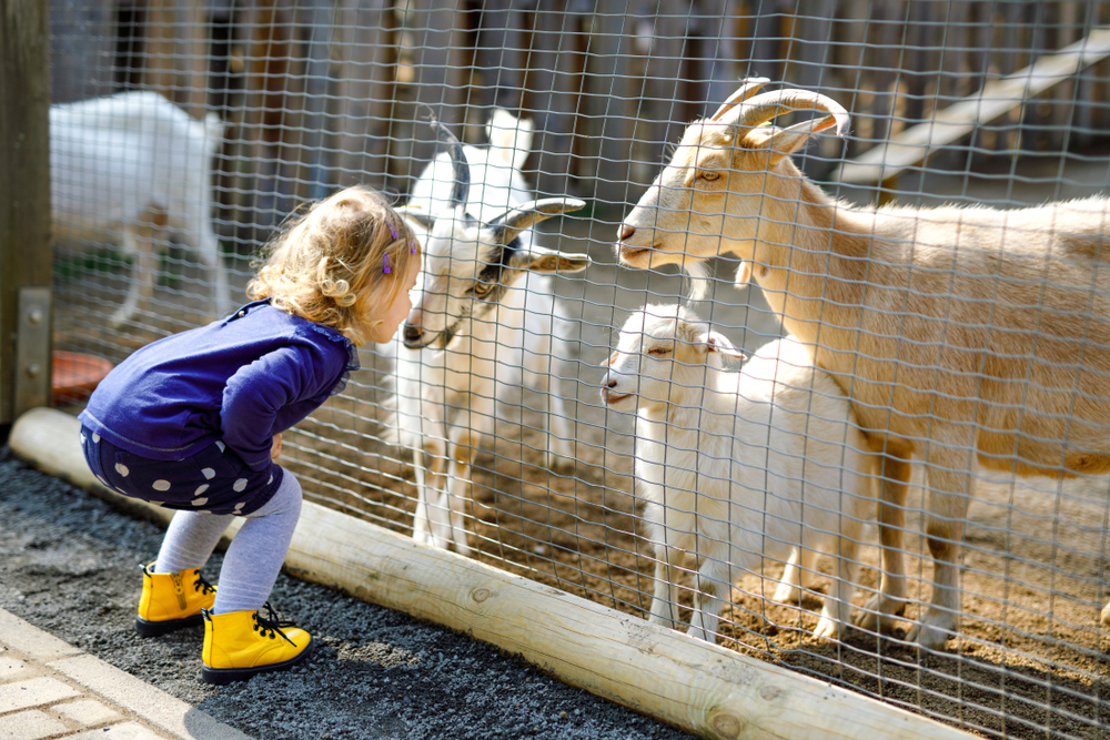 You May Think Animals Are More Human-Like Because of Your Social Life