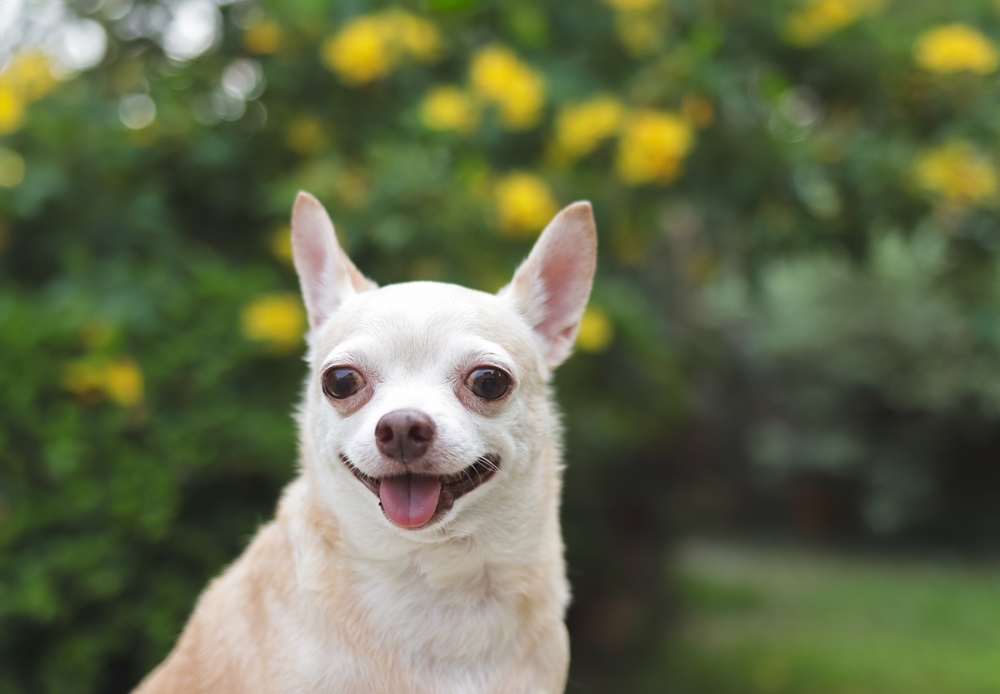 Early Farming Societies Forged Bonds with Ancient Dogs in the Americas