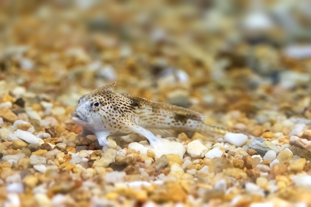 Discover the Handfish: A Bizarre Fish That Walks With Finger-Like Fins