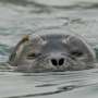 Kayakers and paddleboarders are disturbing marine mammals around Scotland’s coasts