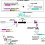 Smart mRNA drugs listen to the body, adjusting protein production based on disease-related signals