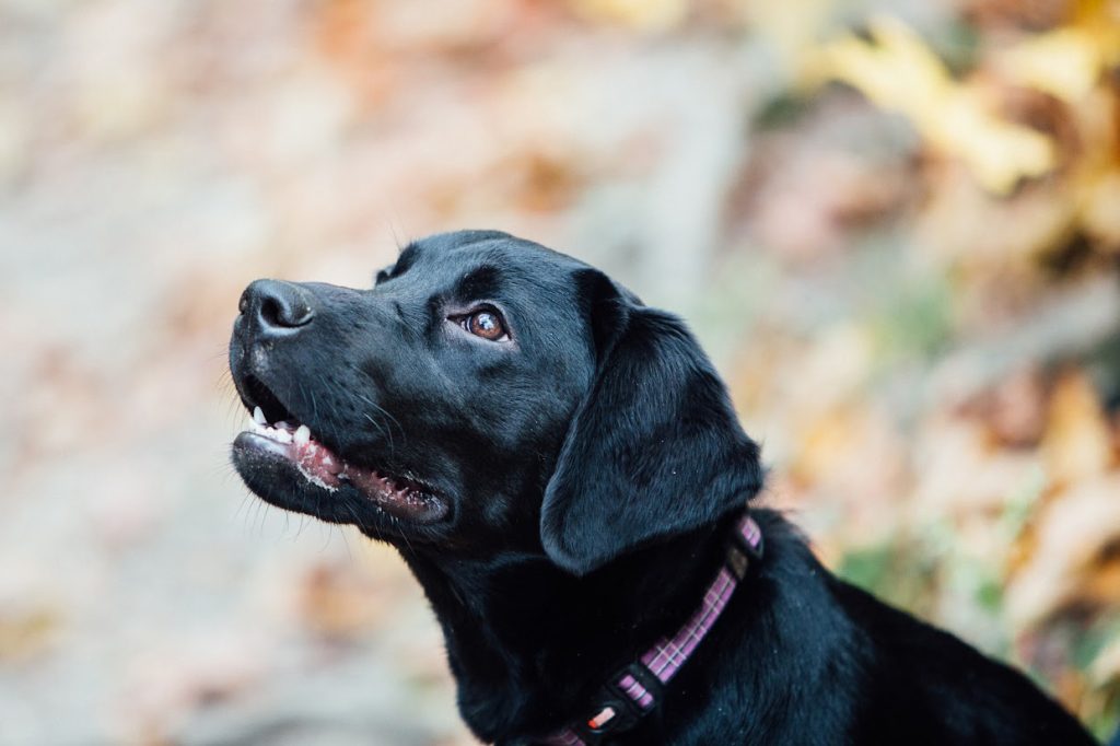 The best dog vitamins to keep your pooch healthy
