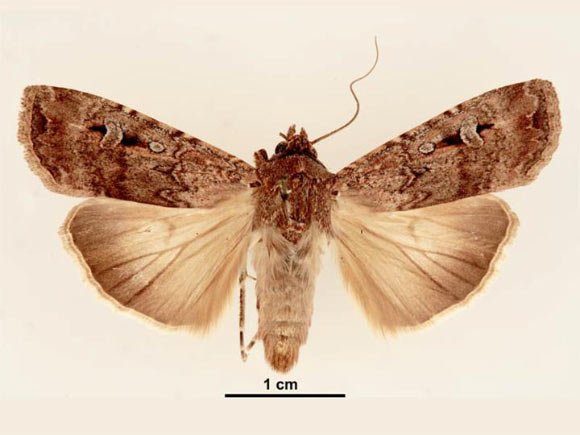 Bogong Moths Use Starry Night Sky as Compass, Scientists Say