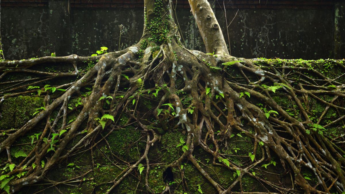 Plants have a secret, second set of roots deep underground that scientists didn’t know about