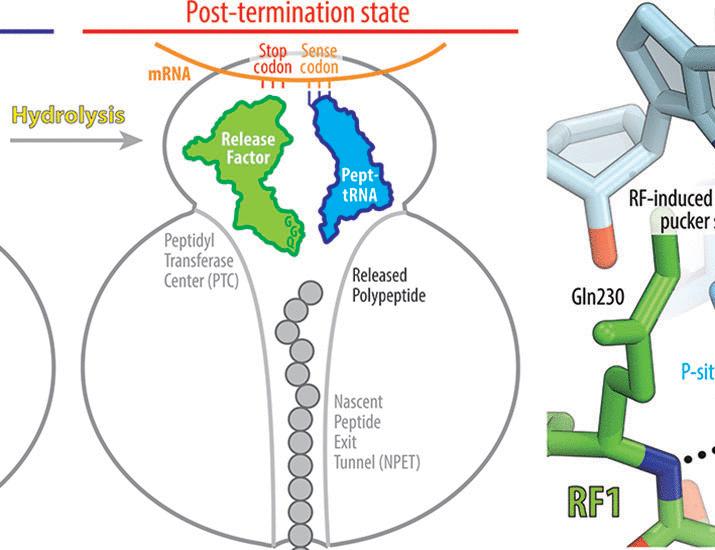 Mechanism of release factor–mediated peptidyl-tRNA hydrolysis on the ribosome | Science