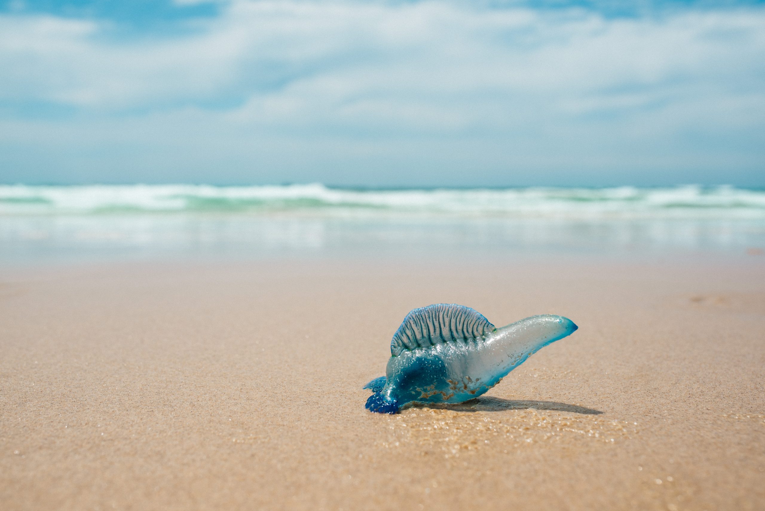 Bluebottles Are Beautiful to Look at, But Deadly to Touch — They’re Also Four Different Species
