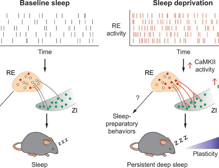 Sleep need–dependent plasticity of a thalamic circuit promotes homeostatic recovery sleep | Science