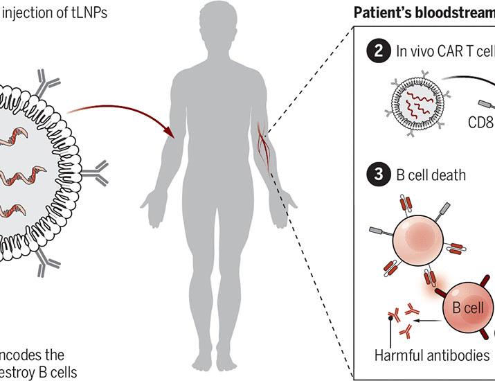 Engineering immunotherapy from within | Science